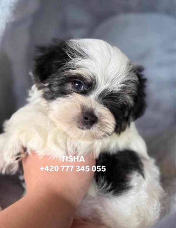 Maltipoo Morkie Tisha boy male - foto 5