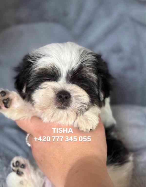 Maltipoo Morkie Tisha boy male - foto 8