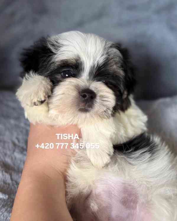 Maltipoo Morkie Tisha boy male - foto 3