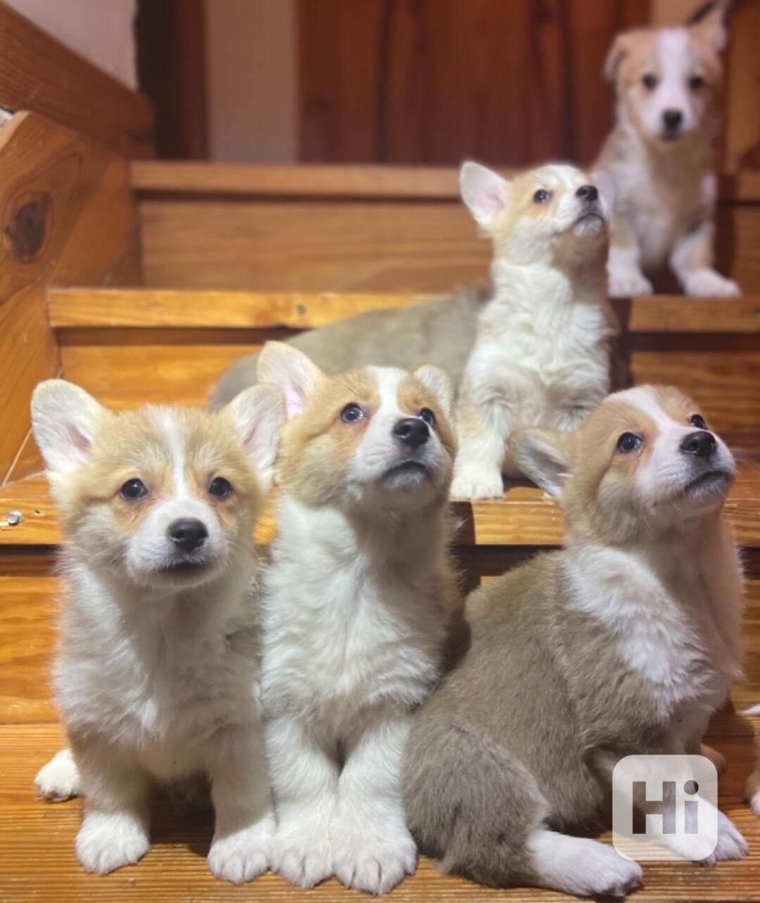 Krásná štěňata Welsh Corgi na prodej - foto 1