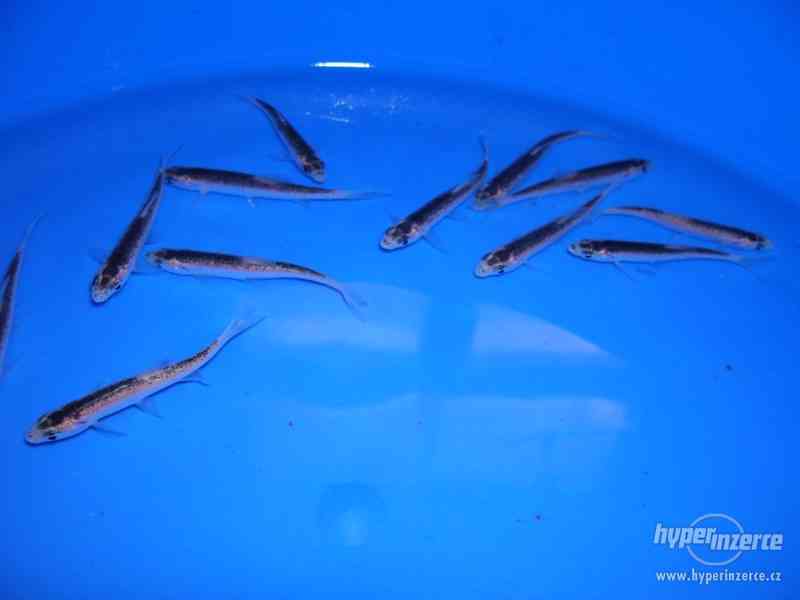 Jezírkové ryby a Jeseteři - foto 8