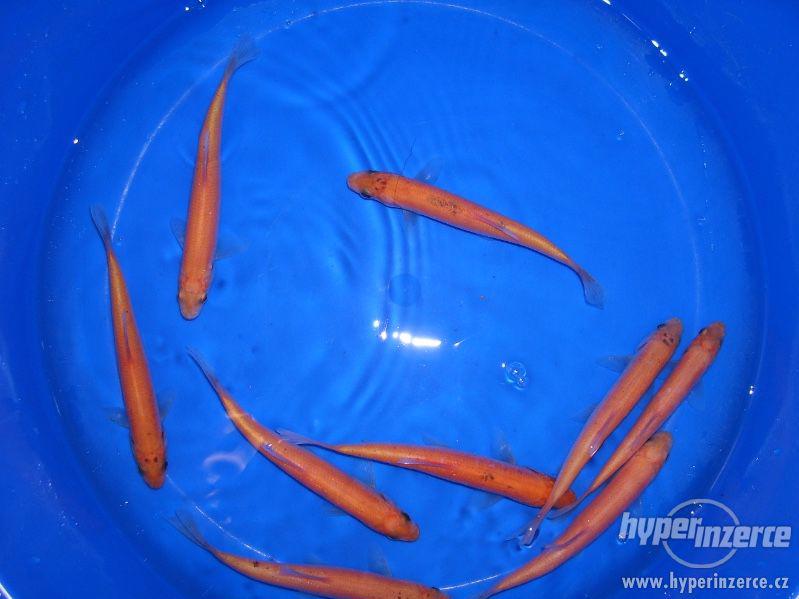 Jezírkové ryby a Jeseteři - foto 10