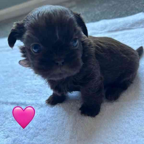 Štěňátka Shih-tzu  - foto 2