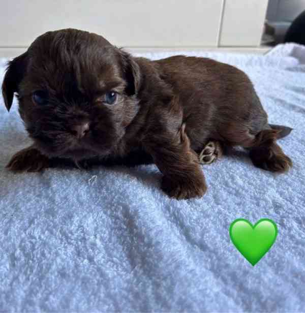 Štěňátka Shih-tzu  - foto 3