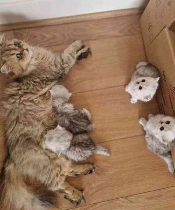 Perská koťátka činčily s bílým stříbrným hrotem - foto 3