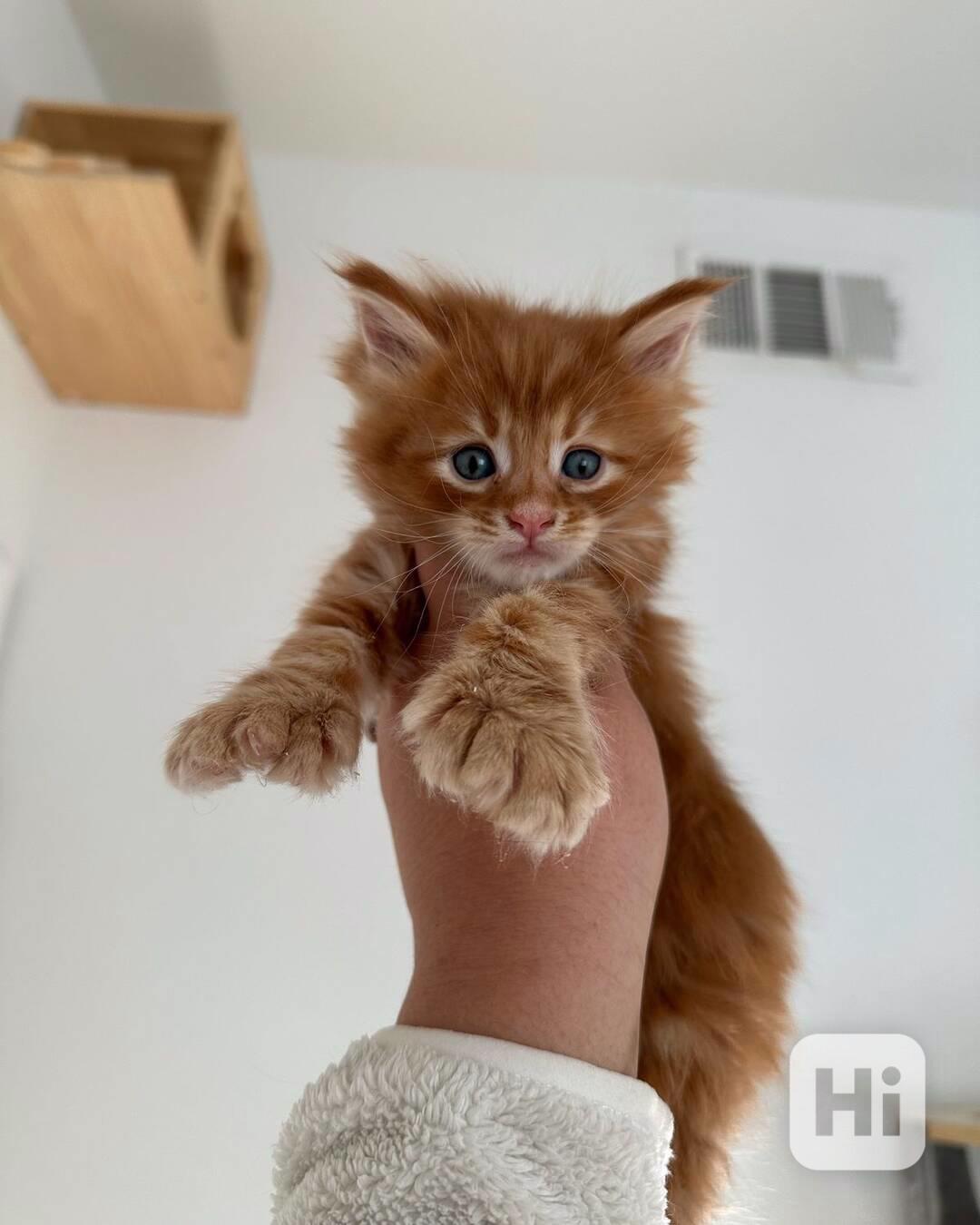 Rozkošná mainská mývalí koťátka nyní k bezplatné adopci  - foto 1