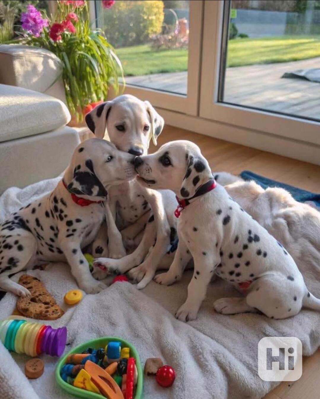 9 krásných štěňat dalmatina! - foto 1