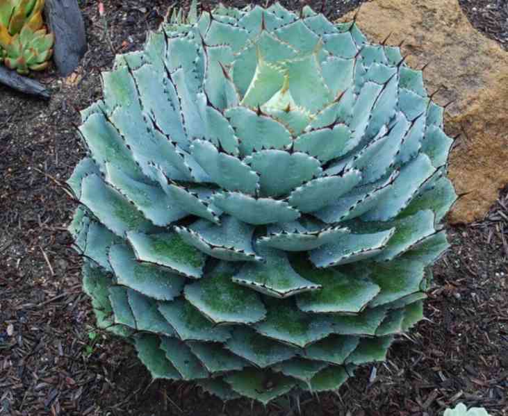 Agave potatorum - foto 1