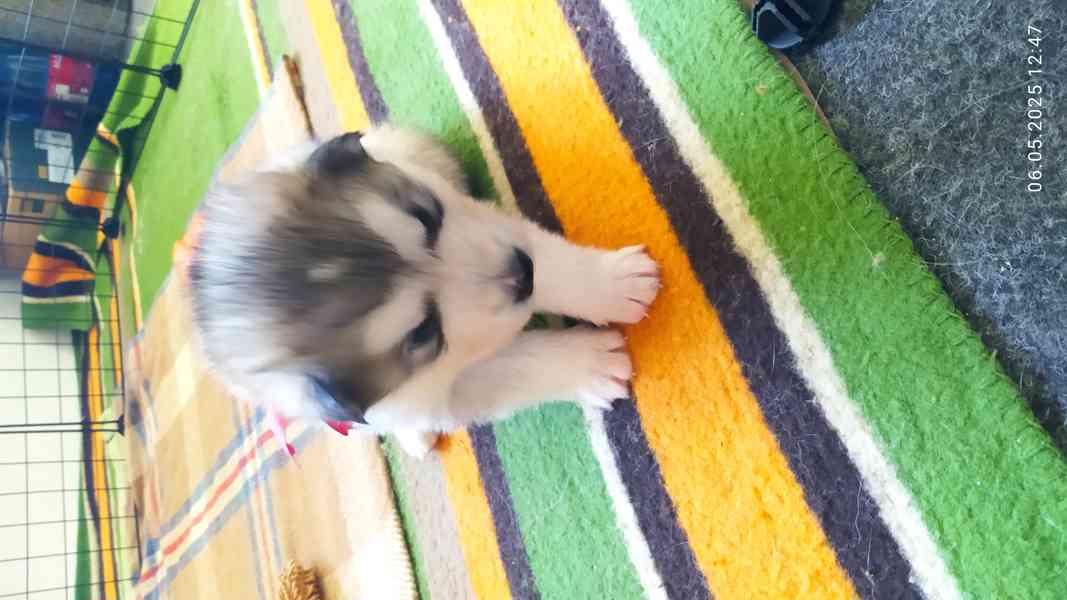 Štěňata Aljašského malamuta - foto 3