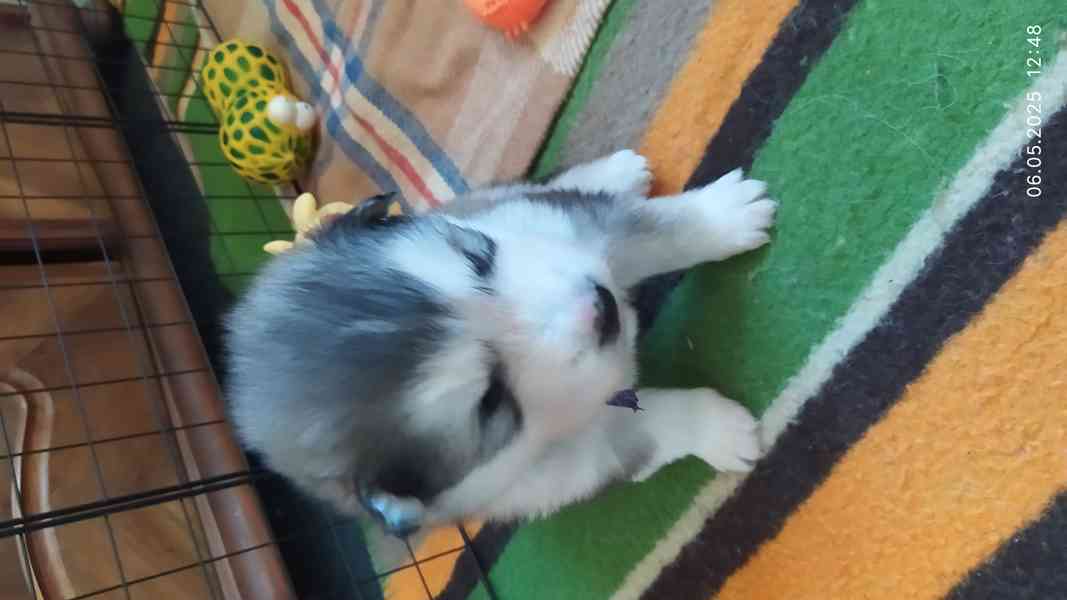 Štěňata Aljašského malamuta - foto 4