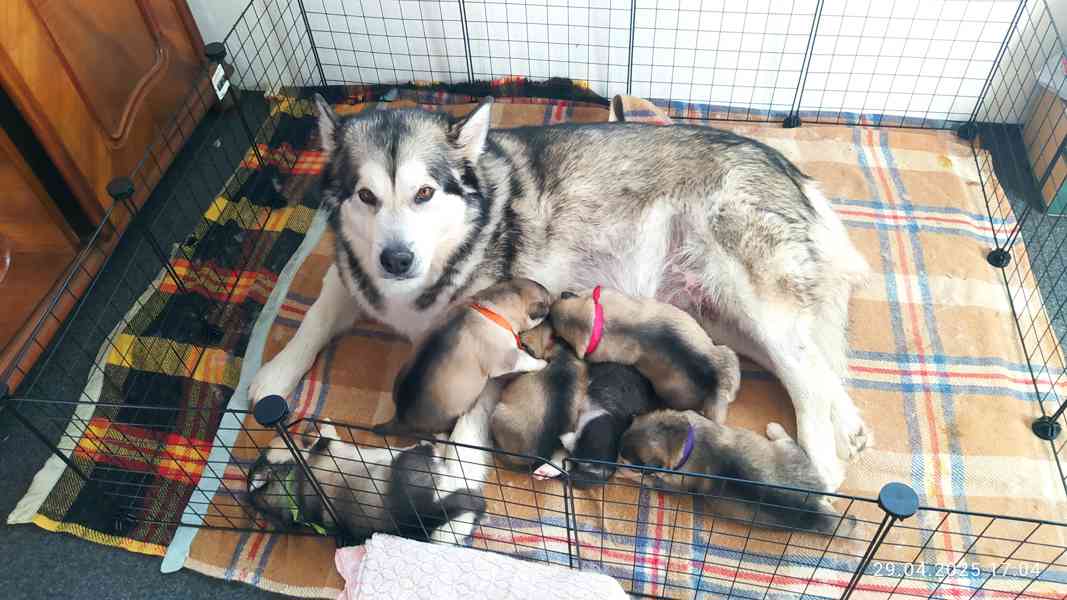 Štěňata Aljašského malamuta - foto 2