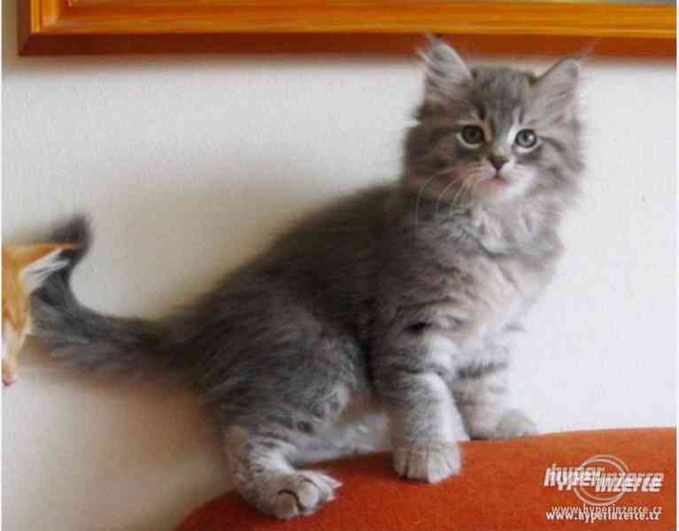 Siberian Cat sibiřská kočka - foto 1