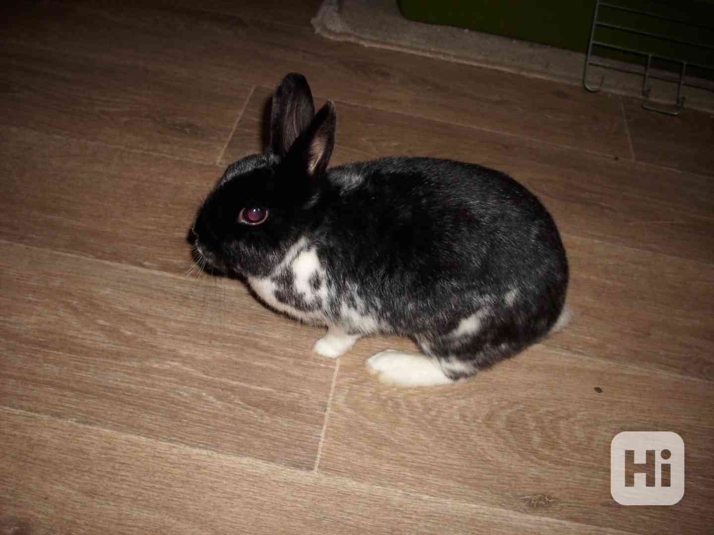 Prodám králíka s veškerou výbavou - foto 1