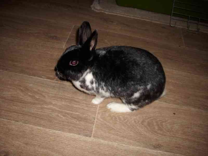 Prodám králíka s veškerou výbavou