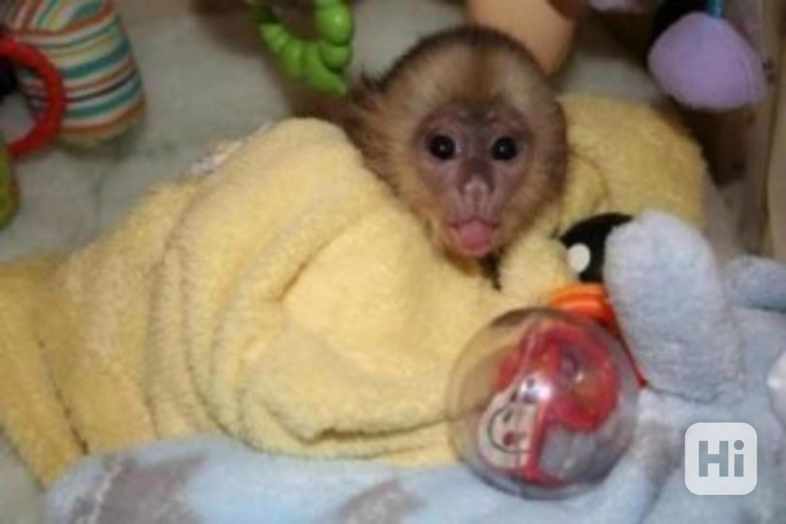K dispozici kapucínská opice - foto 1