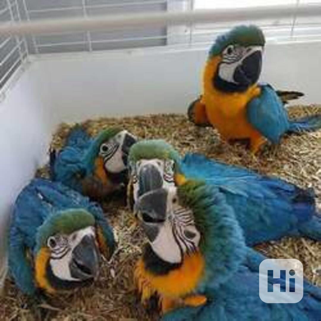 Mláďata modro-zlatých arů - foto 1