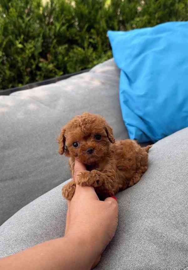 Dárek zdarma krásná štěňátka pudl k adopci zdarma  - foto 2