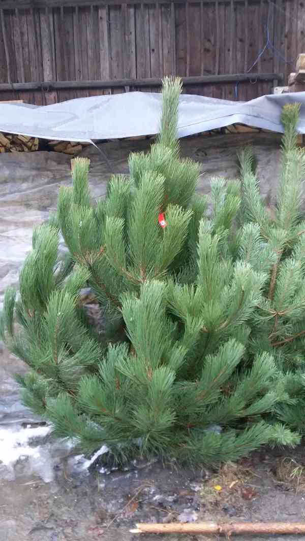 Borovice černá - Pinus nigra - sazenice stromků - foto 9