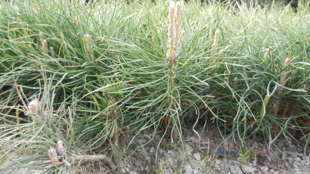 Borovice černá - Pinus nigra - sazenice stromků - foto 4