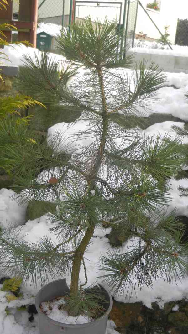 Borovice černá - Pinus nigra - sazenice stromků - foto 6