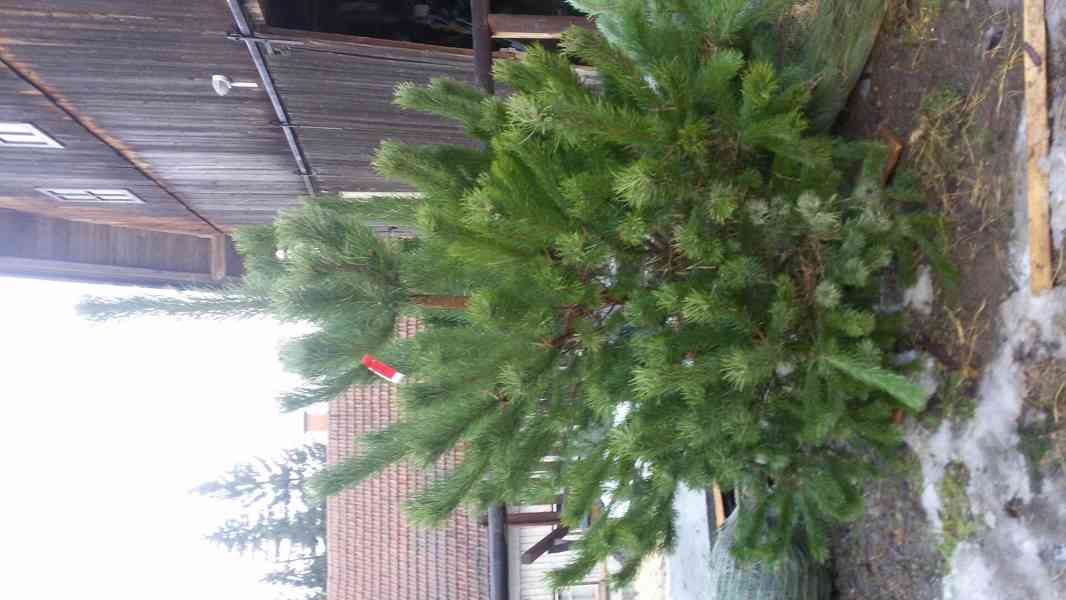 Borovice černá - Pinus nigra - sazenice stromků - foto 10