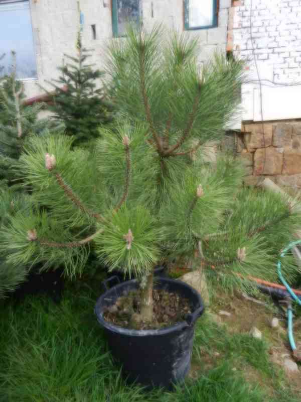 Borovice černá - Pinus nigra - sazenice stromků - foto 2