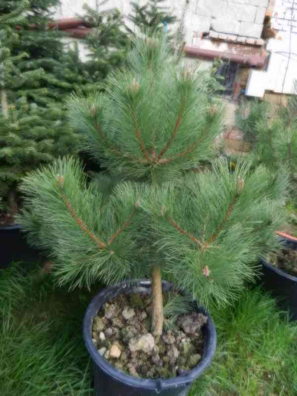 Borovice černá - Pinus nigra - sazenice stromků - foto 1