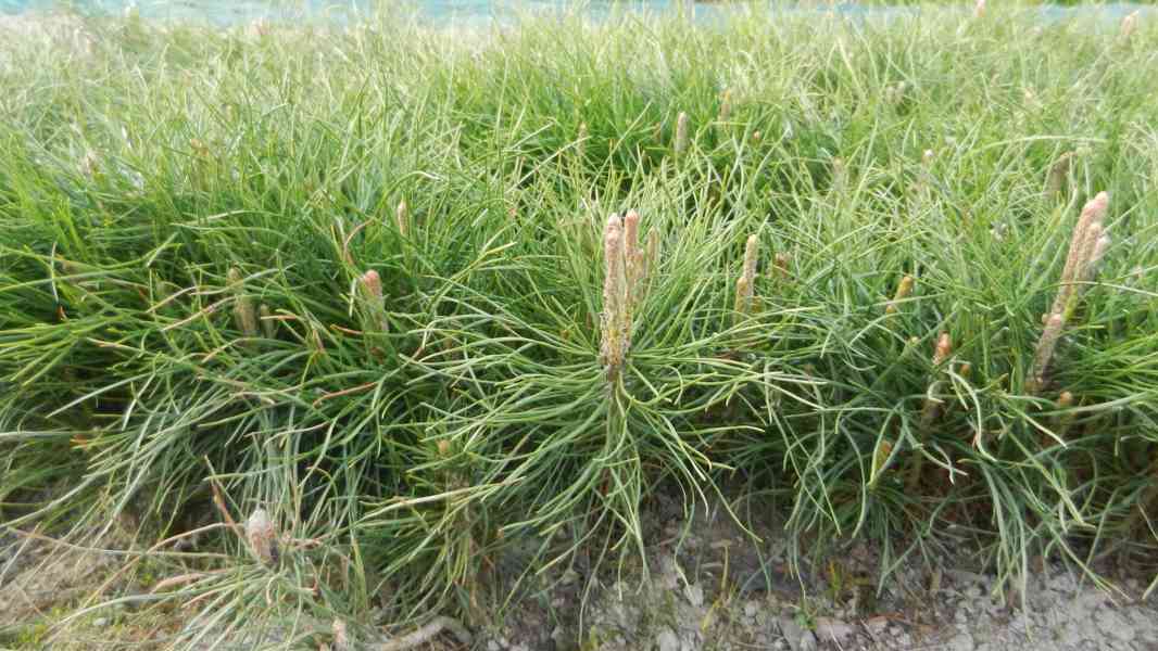 Borovice černá - Pinus nigra - sazenice stromků - foto 5