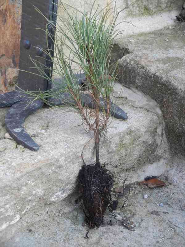 Borovice černá - Pinus nigra - sazenice stromků - foto 3