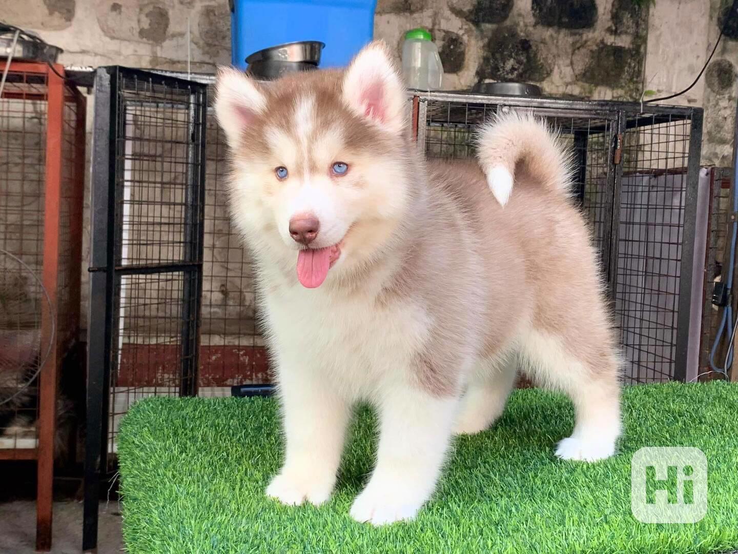 Pěkně vypadající štěňata huskyho a feny. - foto 1