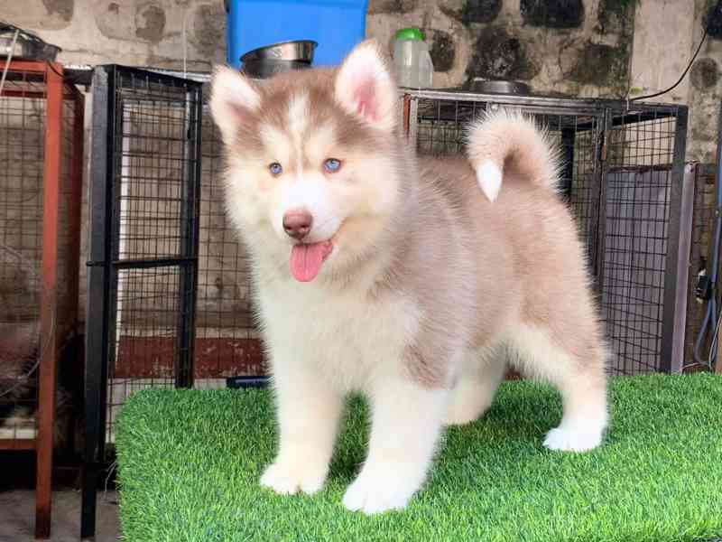 Pěkně vypadající štěňata huskyho a feny. - foto 1