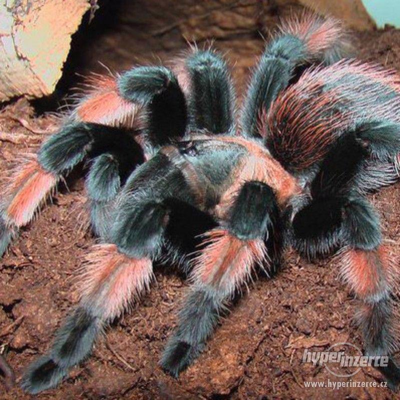 Sklípkan Brachypelma emilia - mláďata - foto 1