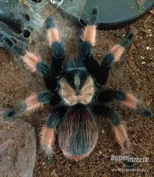 Sklípkan Brachypelma emilia - mláďata - foto 2