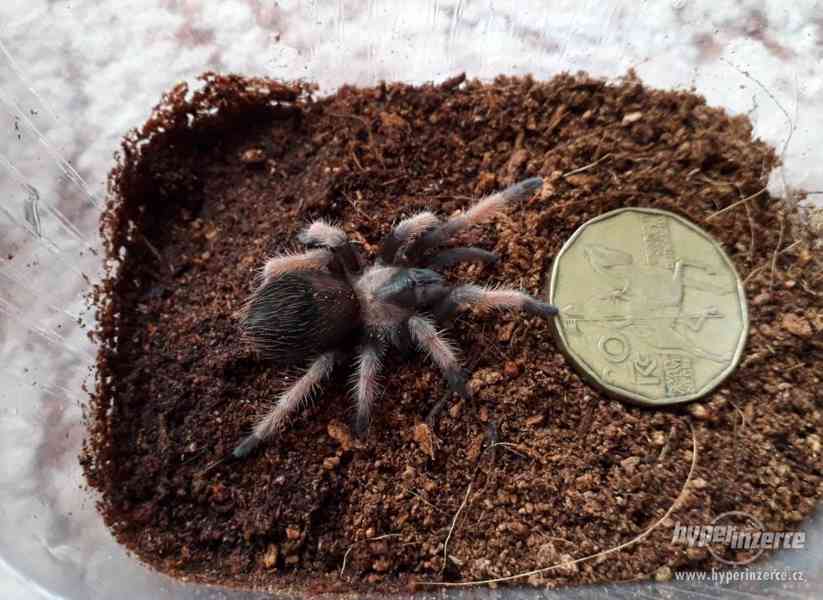 Sklípkan Brachypelma emilia - mláďata - foto 3