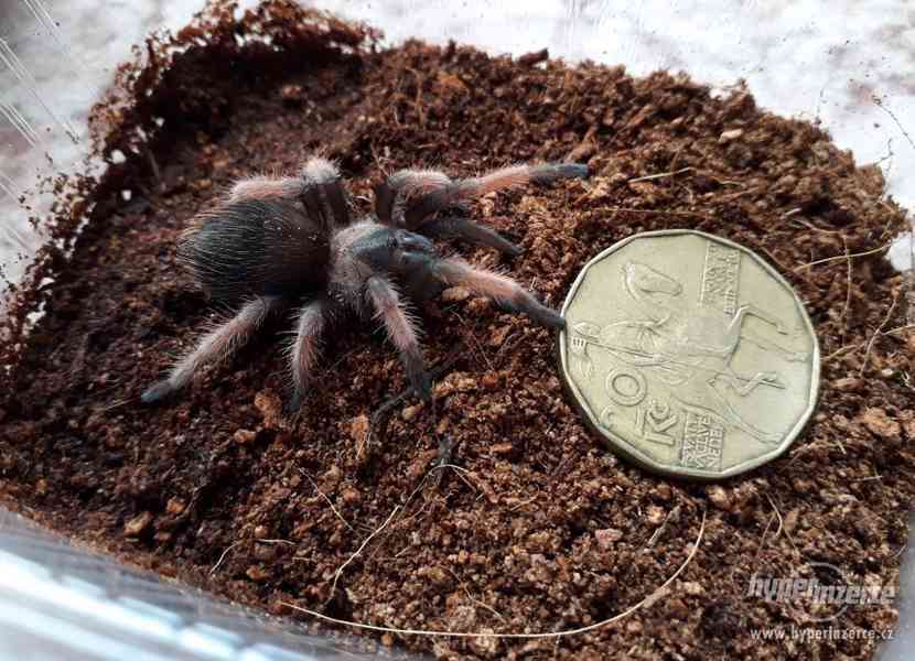 Sklípkan Brachypelma emilia - mláďata - foto 4