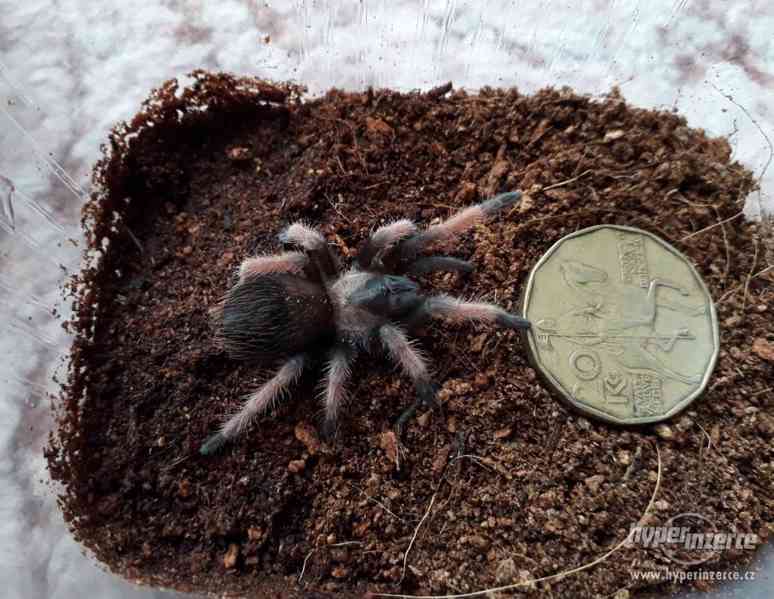 Sklípkan Brachypelma emilia - mláďata - foto 5