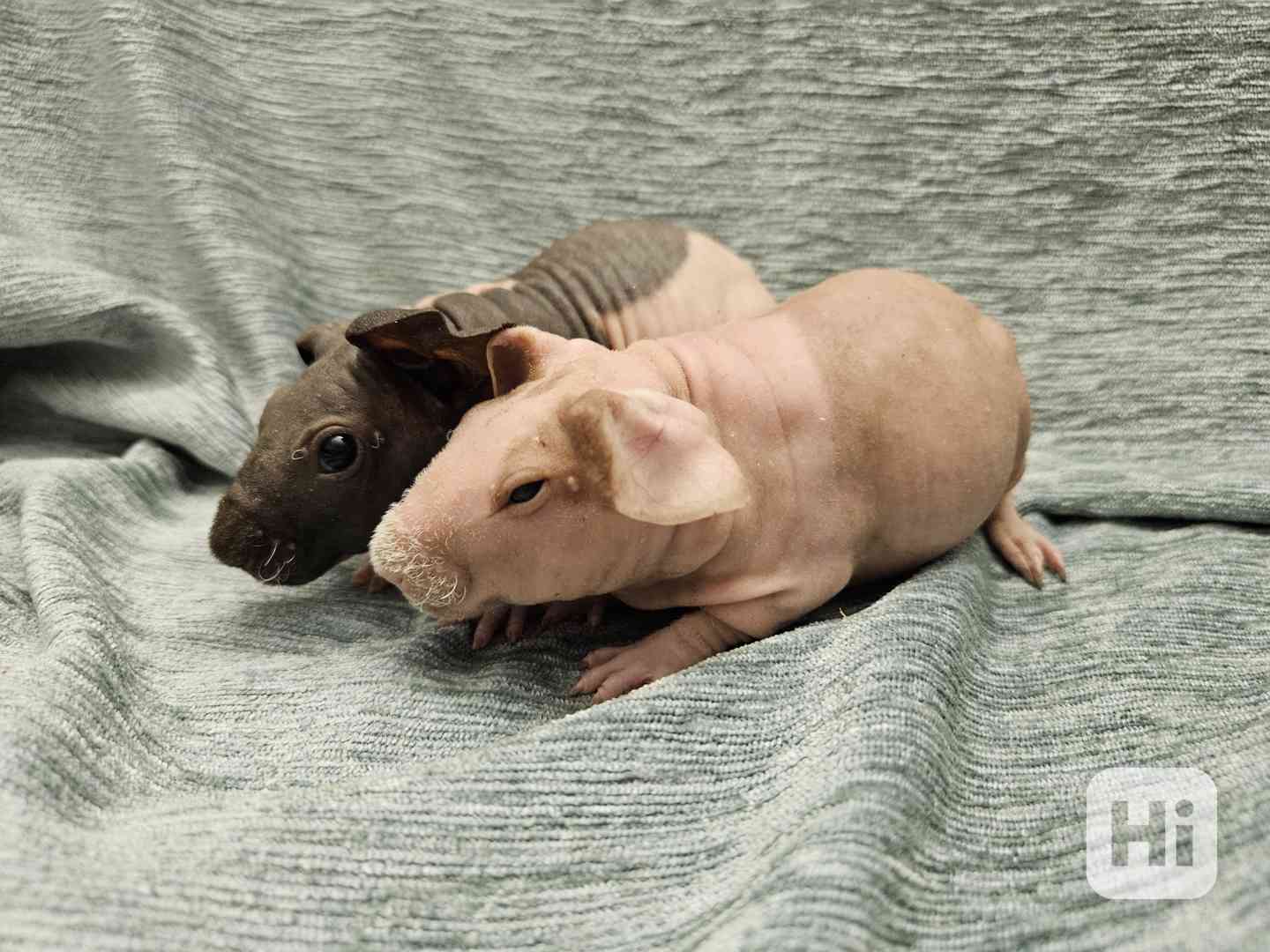Morče skinny  - foto 1