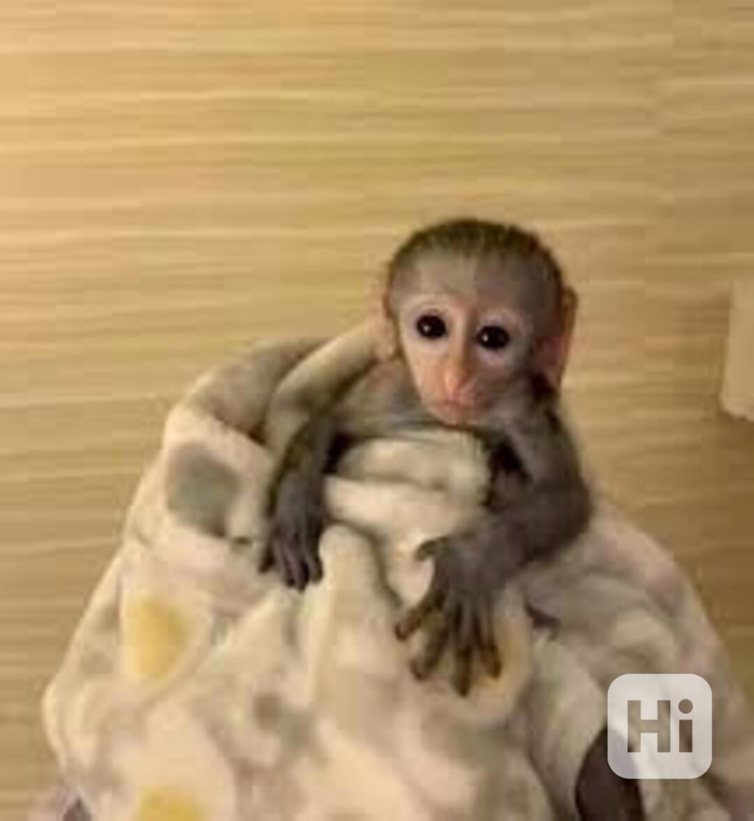 Dvě mláďata kapucínské opice na prodej. - foto 1