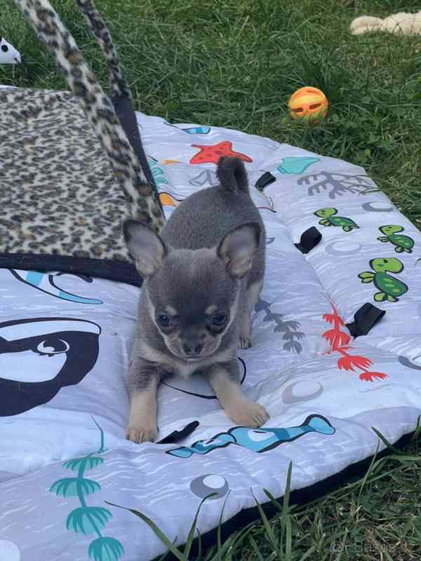 Štěňata čivav WhatsApp: +34 691 11 04 90 - foto 1