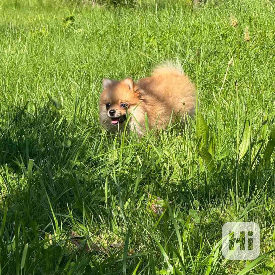 Pomeranian holčička - foto 1