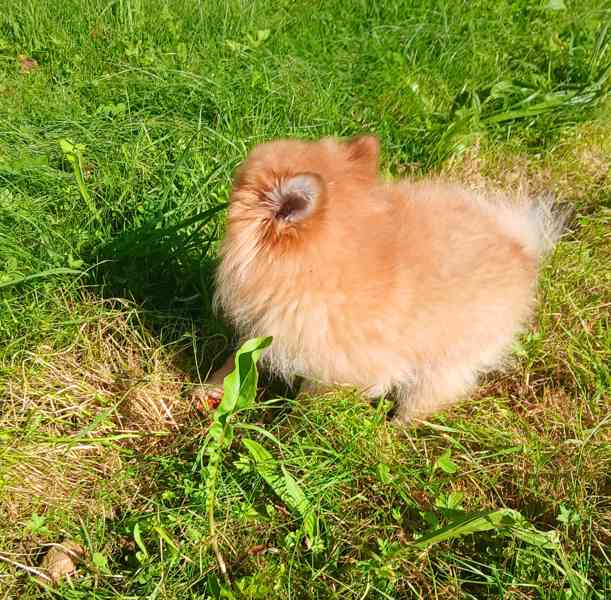 Pomeranian holčička - foto 2