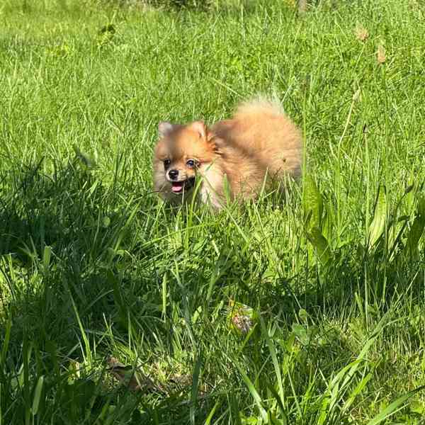 Pomeranian holčička - foto 1