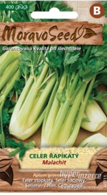 Celer řapíkatý, Malachit (semena)  www.rostliny-prozdravi.cz - foto 1
