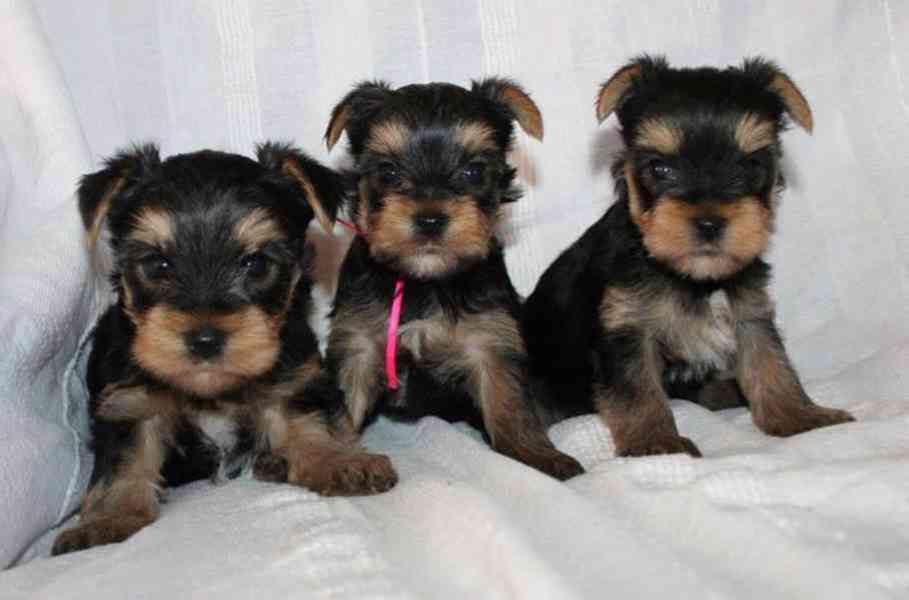 Vycvičená štěňata jorkšírů k adopci - foto 1