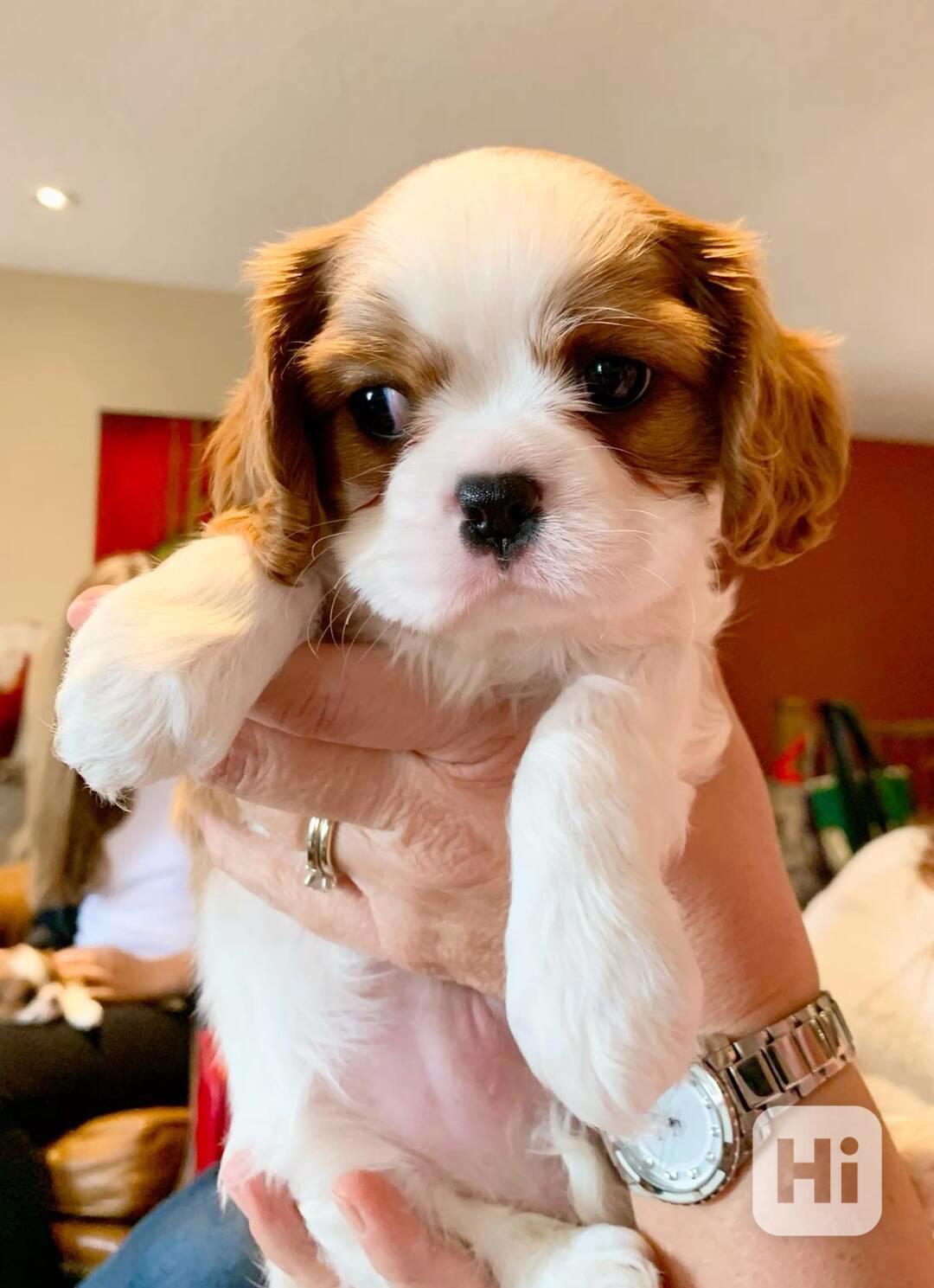 Volná štěňata kavalír King Charles španěl k adopci   - foto 1