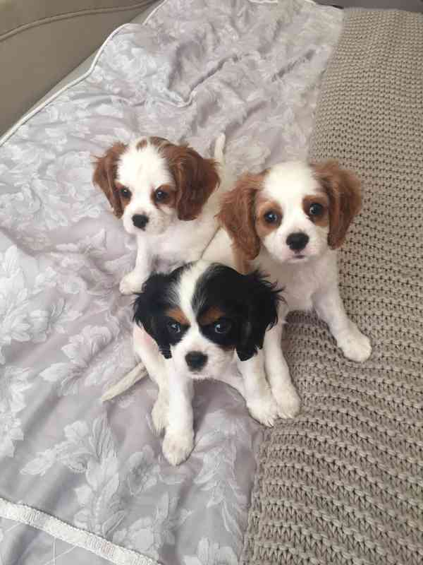 Volná štěňata kavalír King Charles španěl k adopci   - foto 2