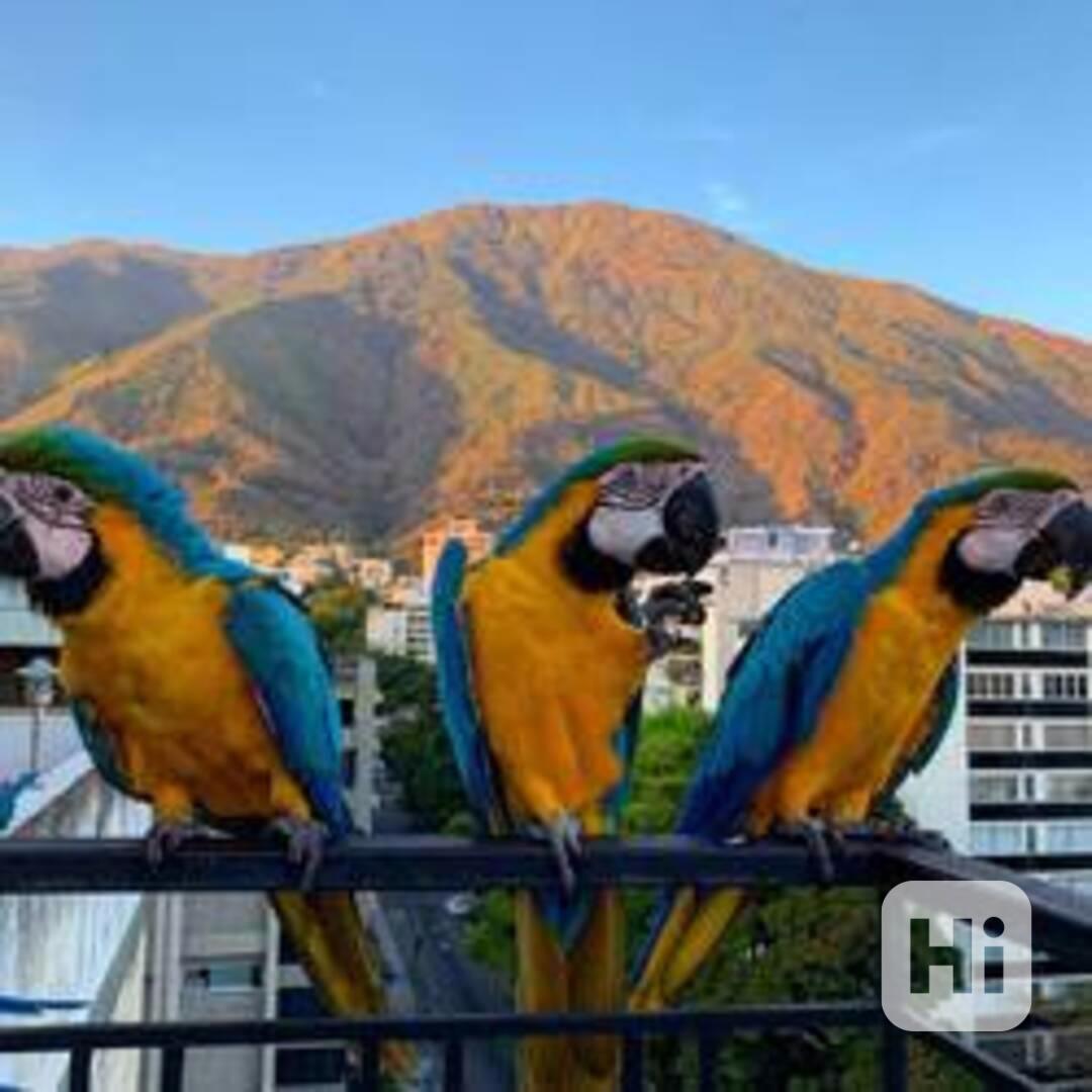 Zdraví papouščí ptáci a oplozená vejce na prodej - foto 1