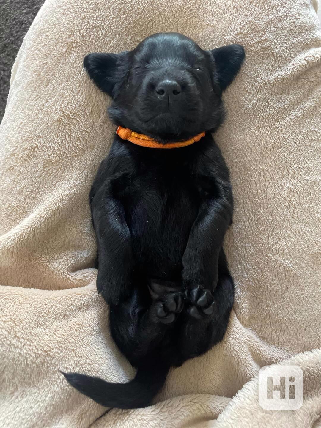 Flat coated retriever - štěňata s PP k zadání - foto 1