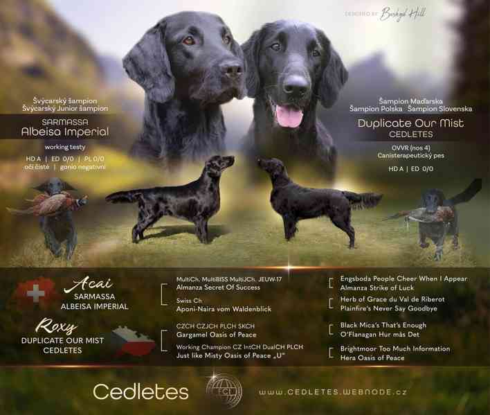 Flat coated retriever - štěňata s PP k zadání - foto 5