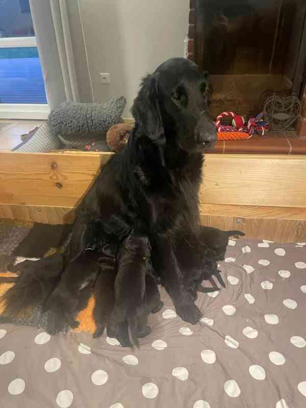 Flat coated retriever - štěňata s PP k zadání - foto 4